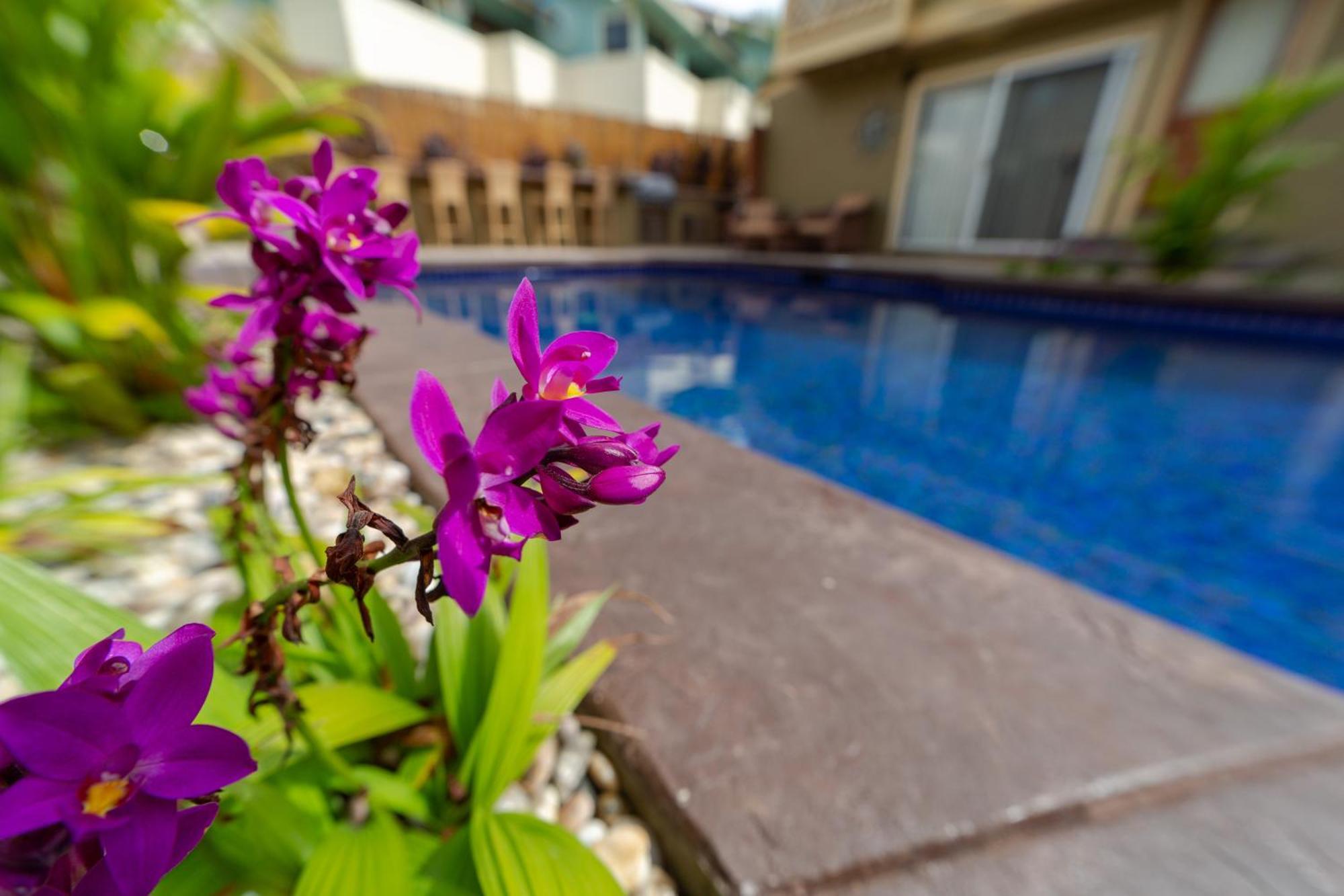 Lotus Suite, 1 Bedroom, Sleeps 4, Pool & Bbq, Pre-Renovation Summer Sale Kihei Exterior photo